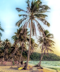 sunny tropical beach palm trees