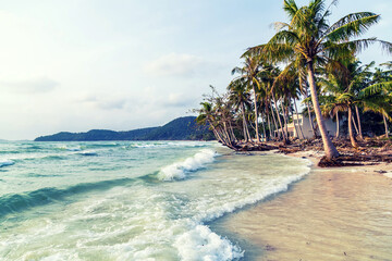 Obraz premium coconut palm tree sunny tropical beach