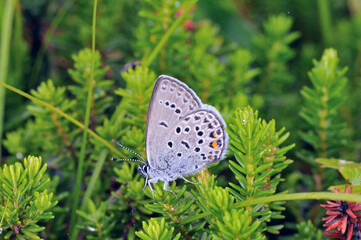カラフトルリシジミ（北海道・鹿追町）