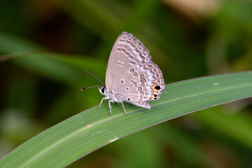 クロマダラソテツシジミ（沖縄県・石垣島）