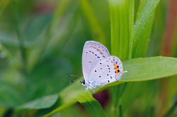 ツバメシジミ（北海道・鶴居村）