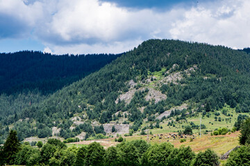 Fototapeta na wymiar Trees with a mountain in the background