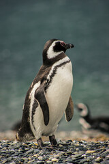 Naklejka premium Penguin