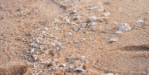 a path of small seashells leads through the sand.  Sunlight illuminates the path.  sand texture