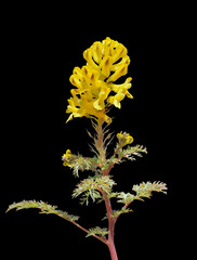 Flowers of birthwort (Corydalis speciosa)