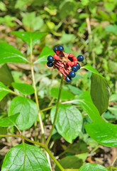 Berries of wild peony (Paeonia obovata)
