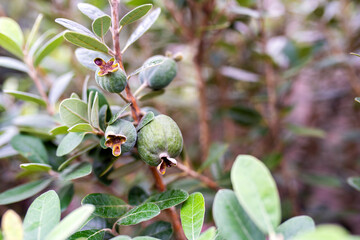 Pineapple guavas green on a young plant , Acca sellowiana, Green organic guava