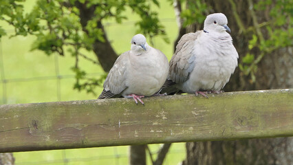 Collared Dove on fence in UK