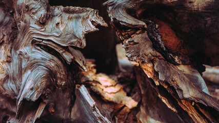 close up of an old tree trunk