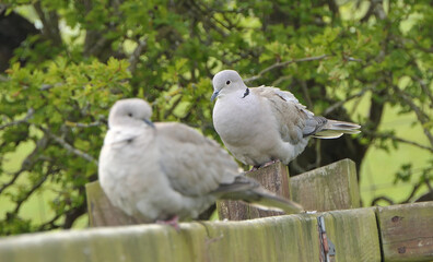Collared Dove on fence in UK