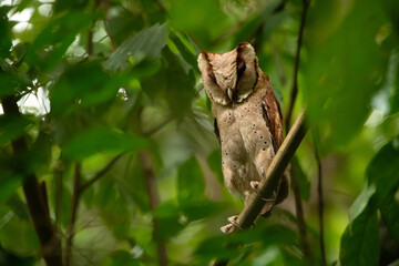 Ceylon Bayowl or Srilankan Bayowl. This Owl is rarely found during daytime and they prefer to stay under thick shades. This Image was captured from Kerala State in India.