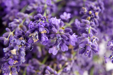 Natural lavender flowers closeup background