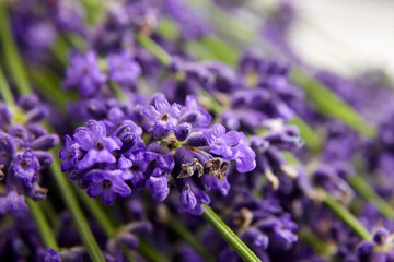 Organic lavender flowers buds closeup