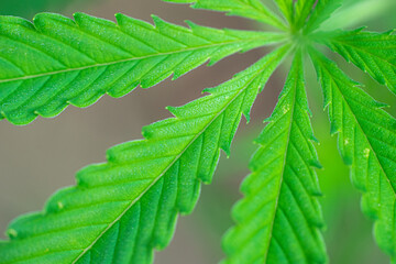 close up of green cannabis leaf