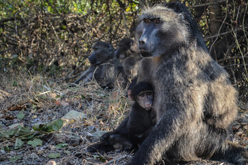 Obraz premium Breastfeeding