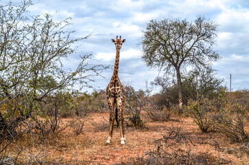 Hello Giraffe