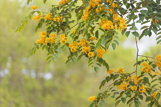 Yellow Padauk flowers blooming in the summer of Thailand.