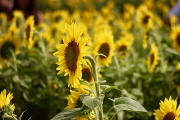 Sunflower Oasis