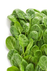 Young Spinach Leaves Close-up