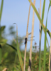 dragonfly on reeds near the shore 
