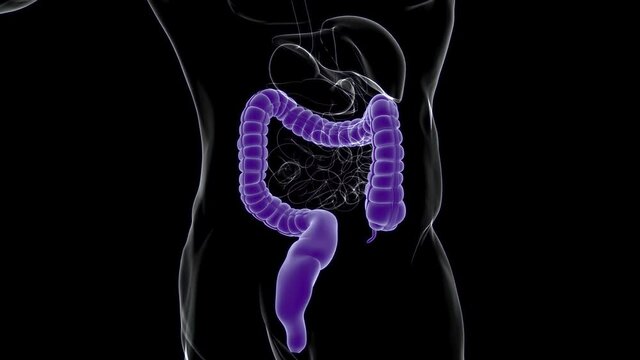 Large Intestine 3D Illustration Human Digestive System Anatomy