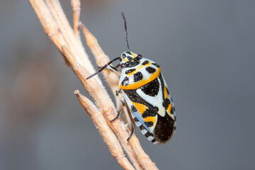 Eurydema ornata climbing a twig on a sunny day