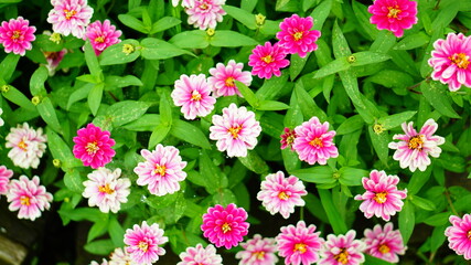 色鮮やかな花のある花畑