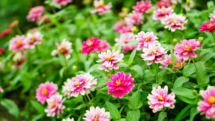 色鮮やかな花のある花畑