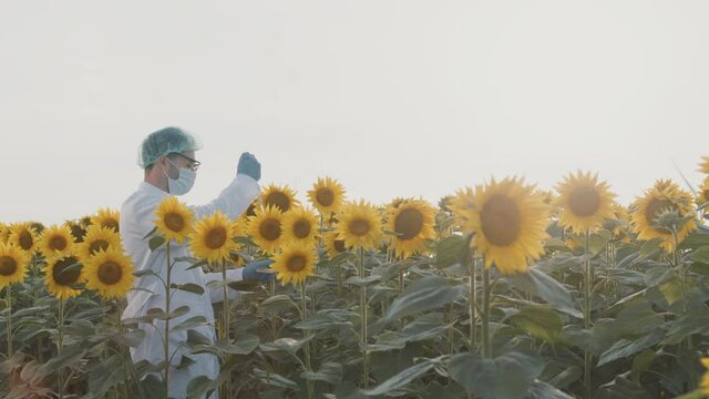 This stock video shows a botanist using a pipette and inspecting sunflowers in a field among wind turbines.