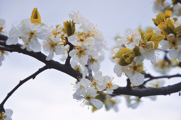 Blooming prunes with yellow-white flowers in focus