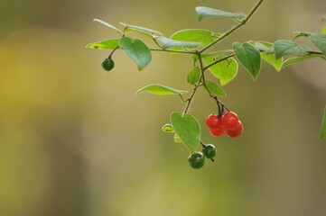 Obraz premium ヒヨドリジョウゴの実が赤色や緑色に生っています