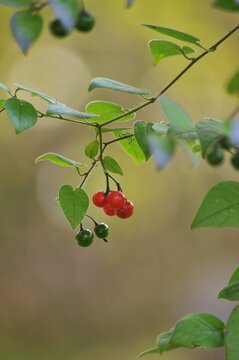 Best ヒヨドリジョウゴ Images Stock Photos Vectors Adobe Stock