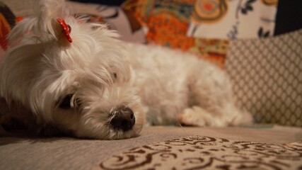 maltese taking a nap in an armchair