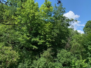 green forest in the morning