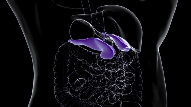 Human Gall Bladder Anatomy With Digestive System For Medical Concept