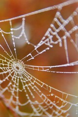 紅葉を背景に早朝の朝露に濡れた蜘蛛の巣です