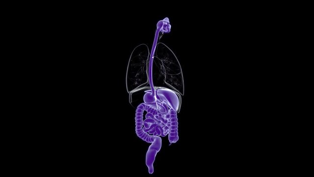 Human Digestive System Anatomy For Medical Concept 3D
