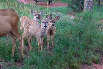 Fawn in Meadow