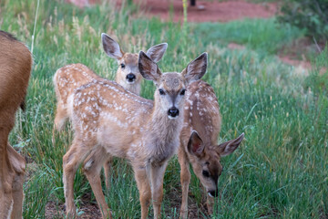 Three Fawns