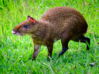 Agouti on the grass