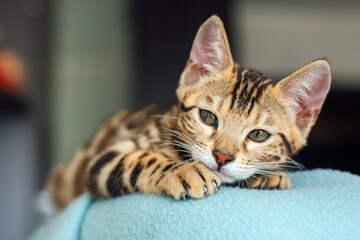 Little bengal kitty laying on the backrest of an armchair at home