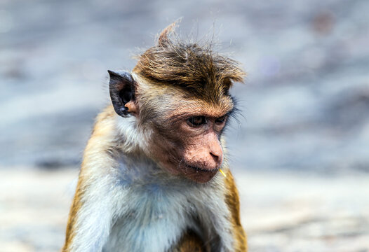 Monkey Ceylon portrait macaque Sri Lanka