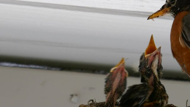 Hungry baby birds in nest getting fed by mother robin bird