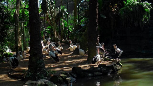 Flock of large Australian pelicans in the usual habitat in the forest with green grass
