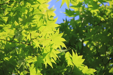 重なり合うカエデの葉