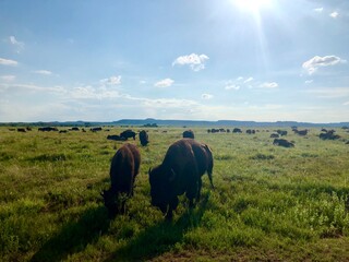 landscape with Bison
