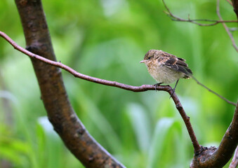 ノビタキの幼鳥