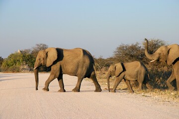 Wild Elephant's Road Crossing in Namibia