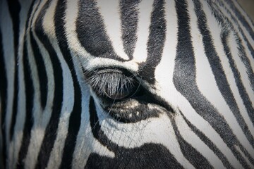 Fototapeta na wymiar Close Up Of Zebra Eye with Long Eyelashes in Etosha National Park, Namibia