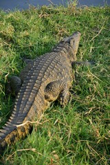 Nile crocodile in the Zambezi river